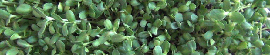 Sprossen Banner